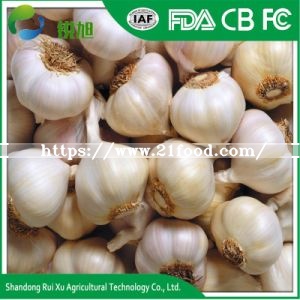 Chinese Fresh Elephant Garlic Price for Garlic Exporter