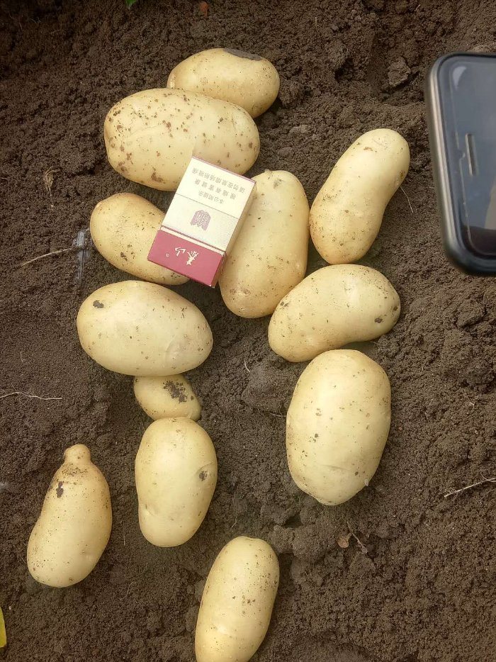 Full Container Delivery of Fresh Potatoes Welcome to Order