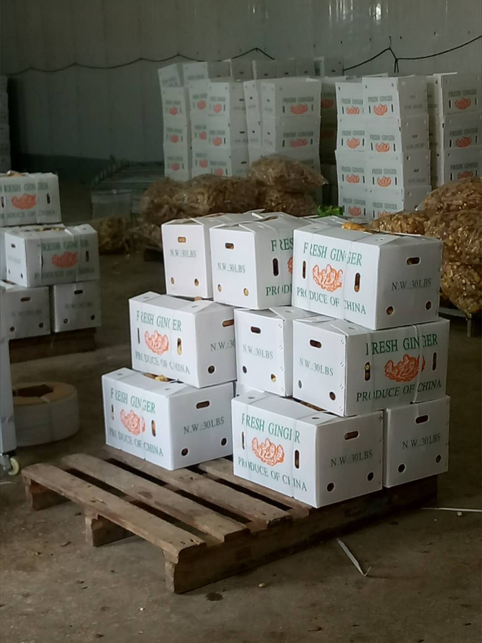 Full Container Delivery of Fresh Potatoes Welcome to Order