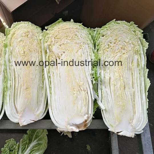 Fresh Cabbages/Spring Cabbage/Chinese Cabbage Exporters