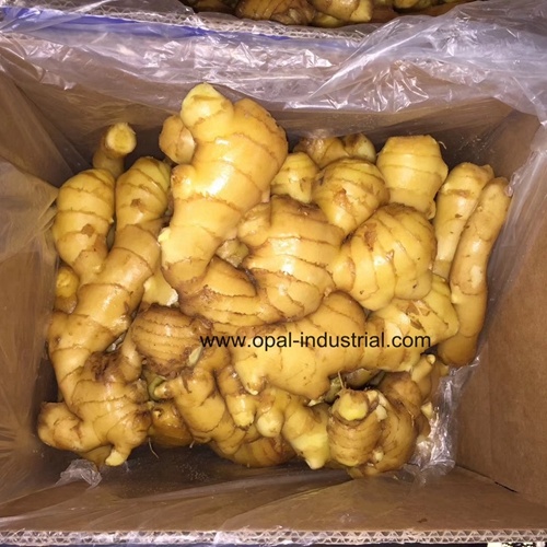 Top Quality Ginger with Best Price