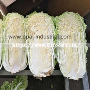Fresh Cabbages/Spring Cabbage/Chinese Cabbage Exporters