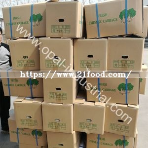 Fresh Cabbages/Spring Cabbage/Chinese Cabbage Exporters