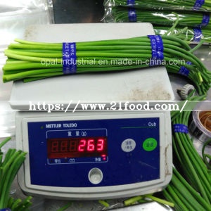 Fresh Vegetable Yong Garlic Shoot From China