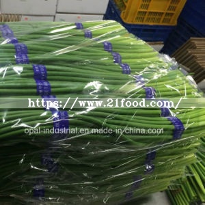 Fresh Vegetable Yong Garlic Shoot From China