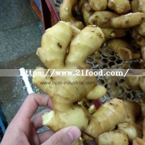 Top Quality Ginger with Best Price