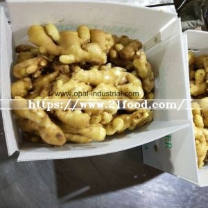 The Best and Cheapest Ginger with Super Quality