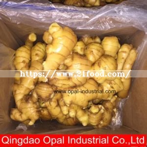 The Best and Cheapest Ginger with Super Quality