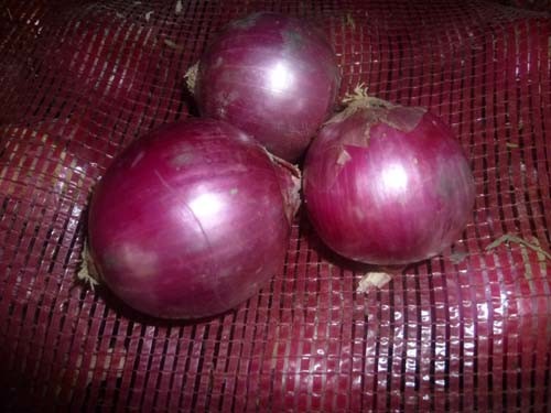 2019 New Crop Red Onion Own Store