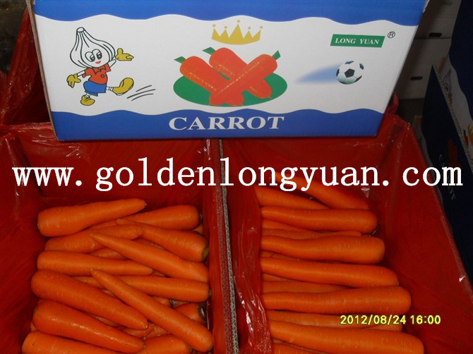 New Crop Bright Red Color Fresh Carrot