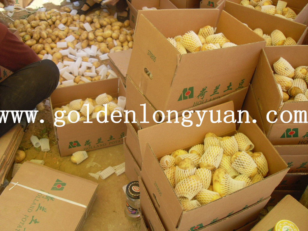 Export Quality Fresh New Crop Potato