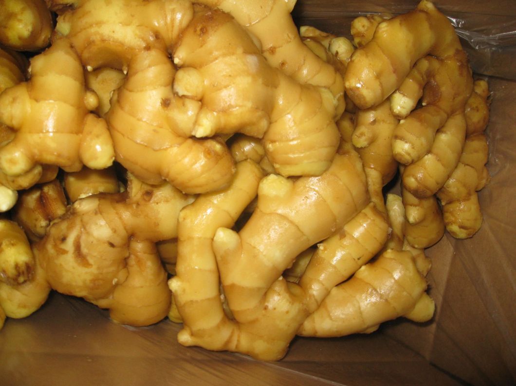Fresh Fat Ginger at Competitive Price