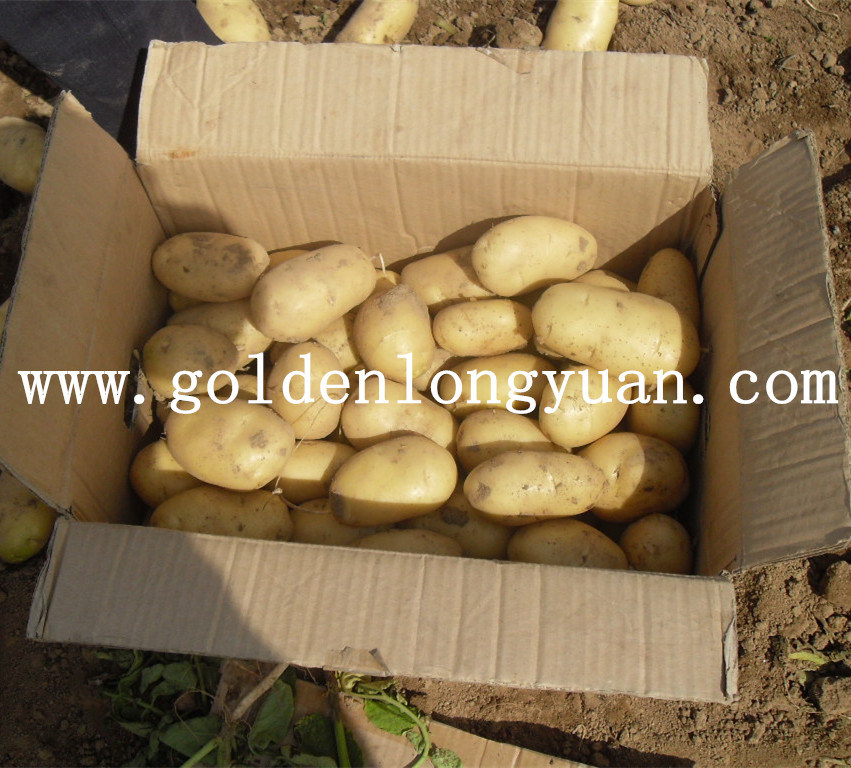 Fresh New Crop Potato at Competitive Price