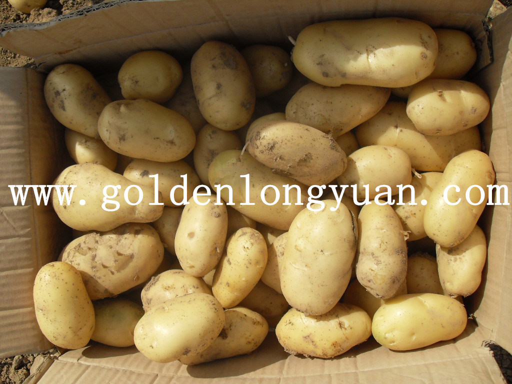 Fresh New Crop Potato at Competitive Price