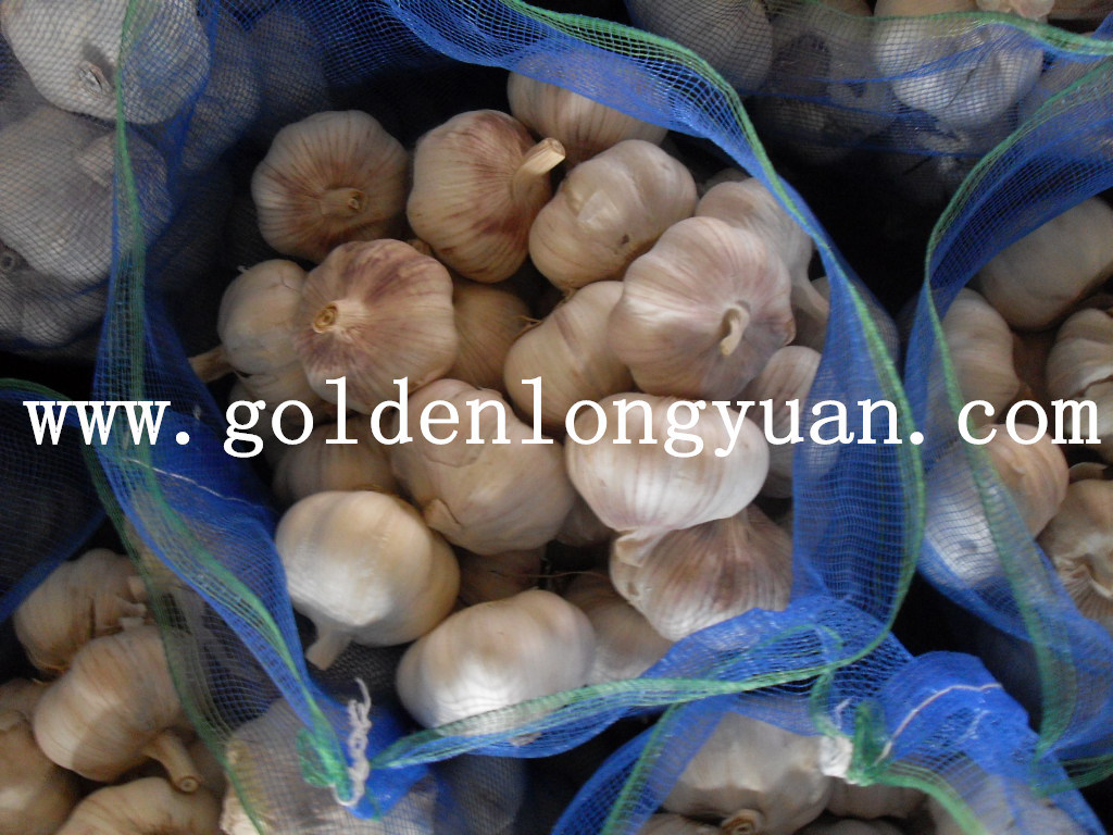 Fresh Garlic with Competitive Price