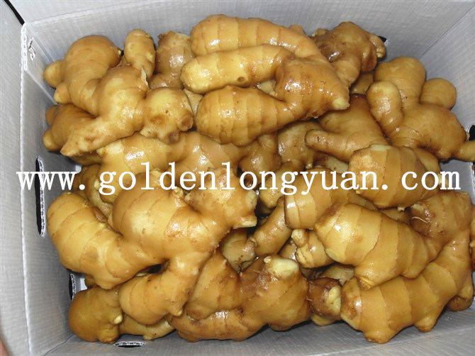 Fat Air Dry Ginger