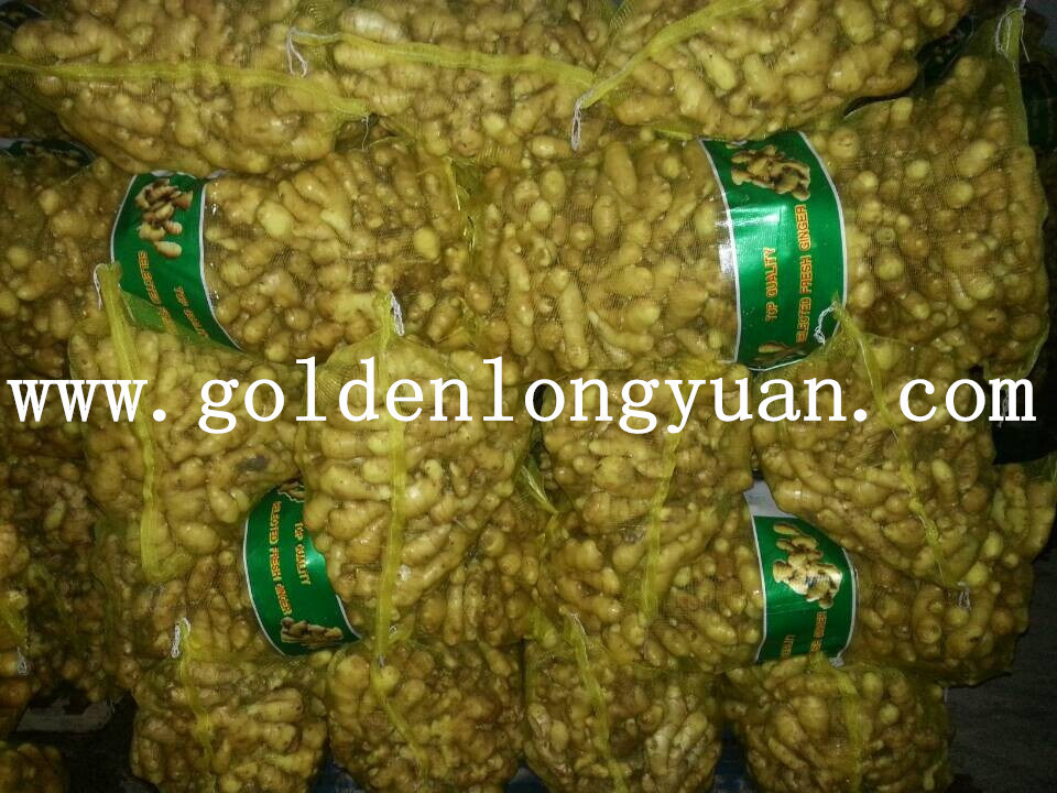 Fat Air Dry Ginger