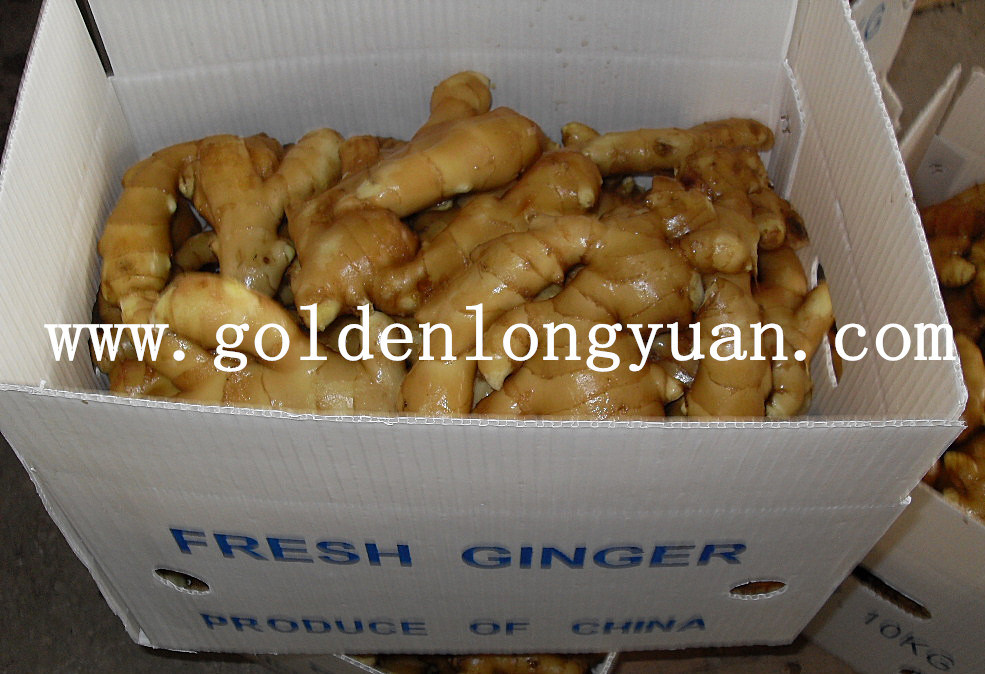 Fat Air Dry Ginger