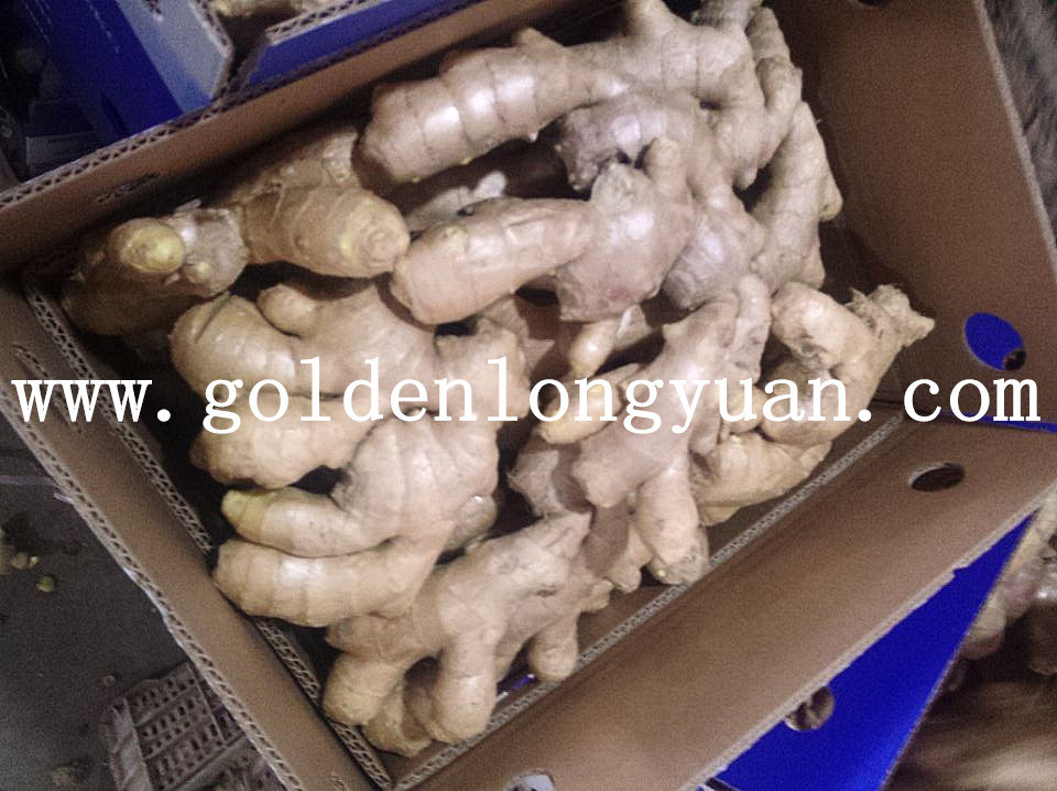 Fat Air Dry Ginger