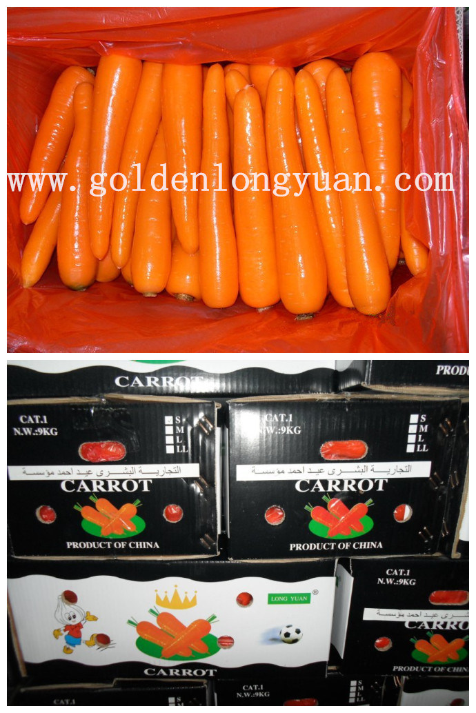 Exported Standard Chinese Fresh Carrot