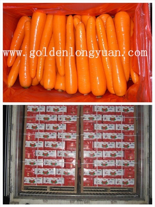 Exported Standard Chinese Fresh Carrot