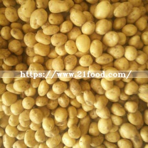 Export Quality Fresh New Crop Potato