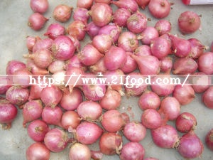 Fresh New Crop Red Onion