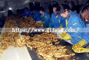 Export Standard Chinese Dried Ginger