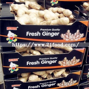 Export Standard Chinese Dried Ginger