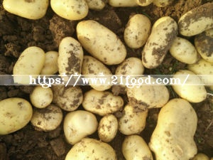Fresh New Crop Potato at Competitive Price
