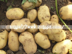Fresh New Crop Potato at Competitive Price