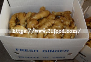 Fat Air Dry Ginger