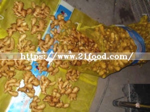 Fat Air Dry Ginger