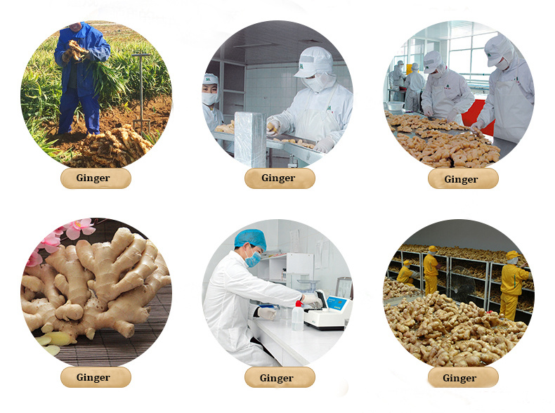 Chinese Fresh Ginger and Garlic Supplier
