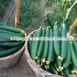 Dehydrated Cucumber Stripe