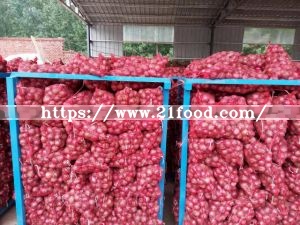 Fresh Red Onion From China