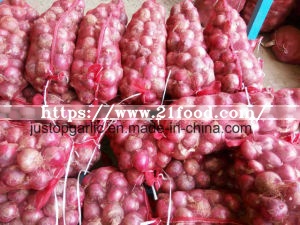 Fresh Red Onion for Sale