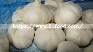 Top Quality Dehydratd Garlic Powder 100m up