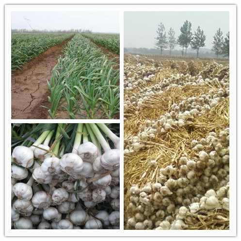 2018 New Crop Pure/Normal White Fresh Garlic