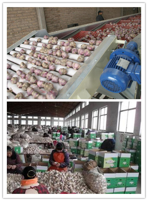 2018 New Crop Pure/Normal White Fresh Garlic