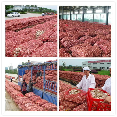 2018 New Crop Pure/Normal White Fresh Garlic