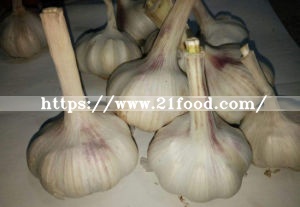 2018 New Crop Pure/Normal White Fresh Garlic