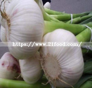 2018 New Crop Pure/Normal White Fresh Garlic