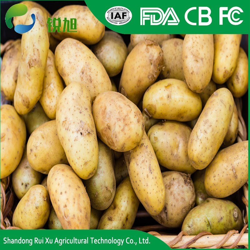 Certificated Gap Fresh Table Potato Per Ton