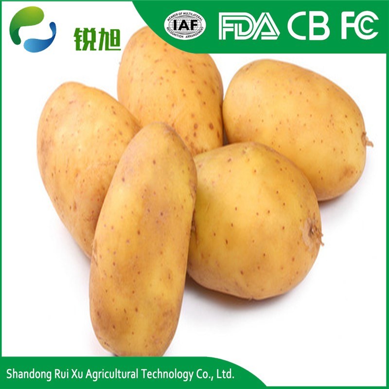 Certificated Gap Fresh Table Potato Per Ton