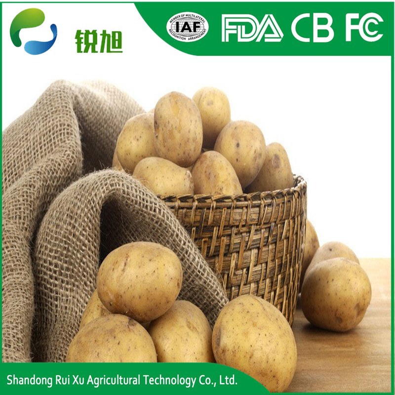 Certificated Gap Fresh Table Potato Per Ton