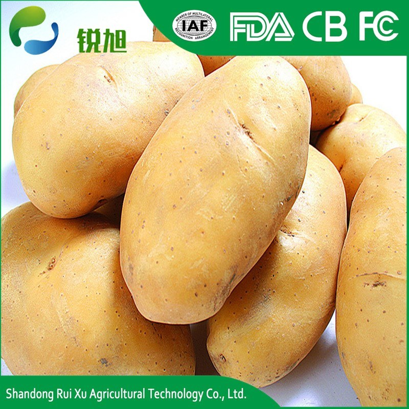 Export Bulk Potato, World Price of Potato