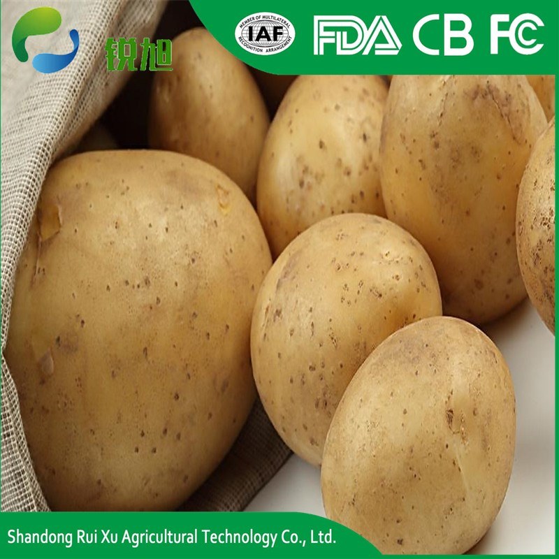 Export Bulk Potato, World Price of Potato