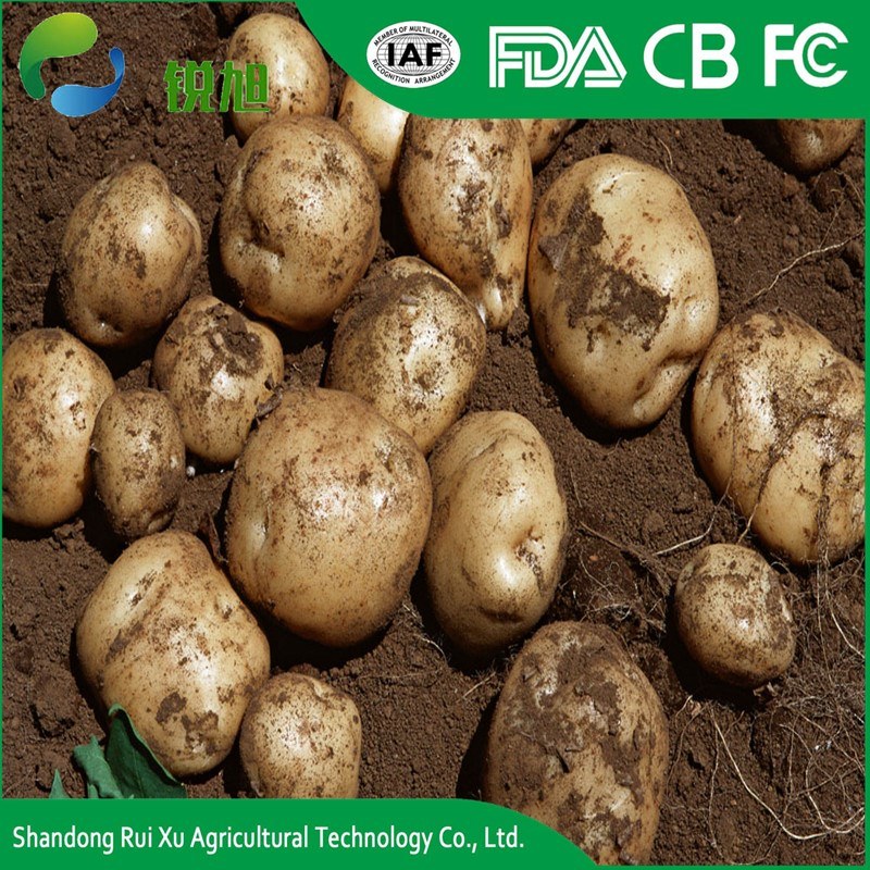 Export Bulk Potato, World Price of Potato