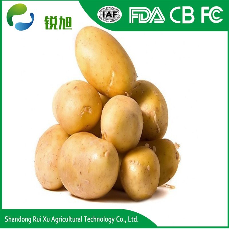 Export Bulk Potato, World Price of Potato